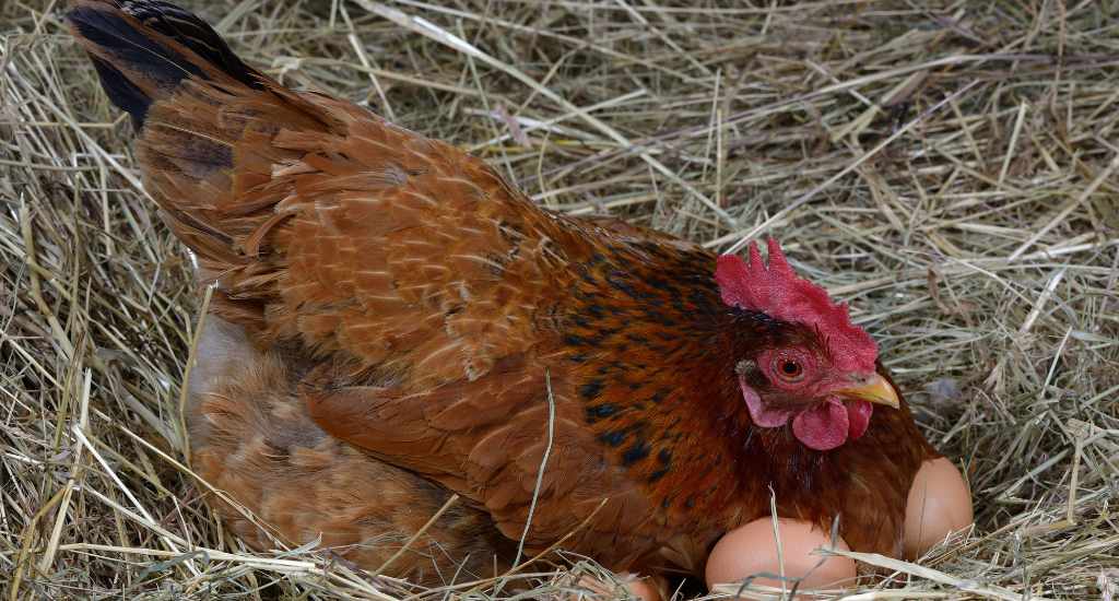 Intérieur de poulailler avec poule dans pondoir et autre en attente